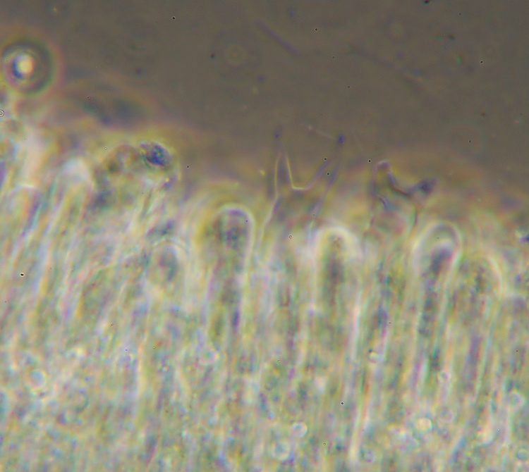 Miniera di Gambatesa 39